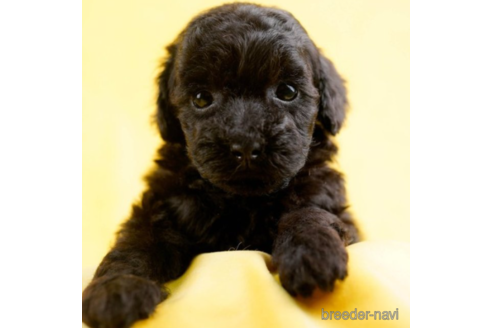 成約済の東京都のタイニープードル-227652の4枚目